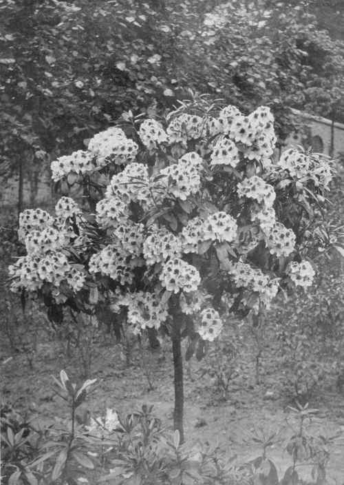 Rhododendron Mrs. R. G. Shaw. Pale blush with large maroon blotch. For notes on Rhododendrons see Part 4. Photo by R. A. Malby.