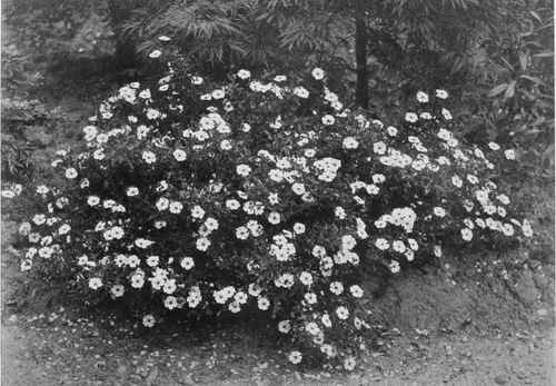 A Little Known But Beautiful Rock Rose. Cistus cvelicits. Photo by R. A. Malby.