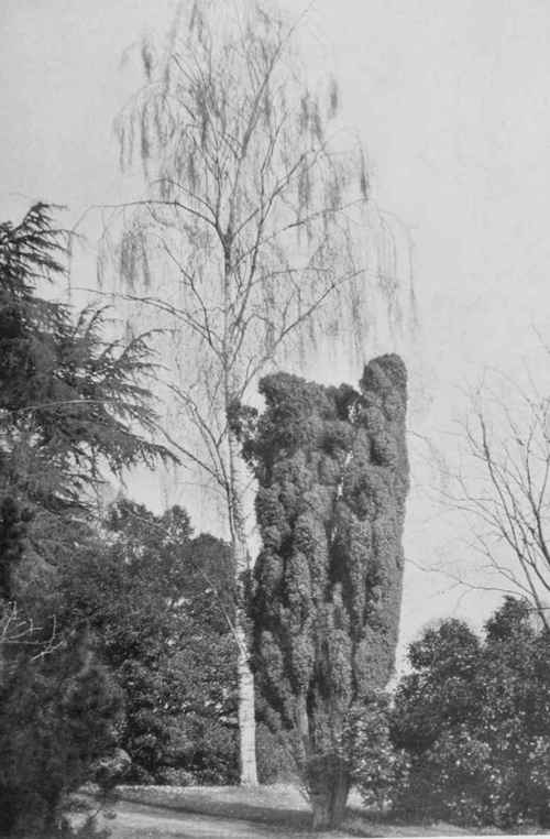 Slender Birch And Solid Yew. A successful grouping of Trees. Photo by R. A. Malby.