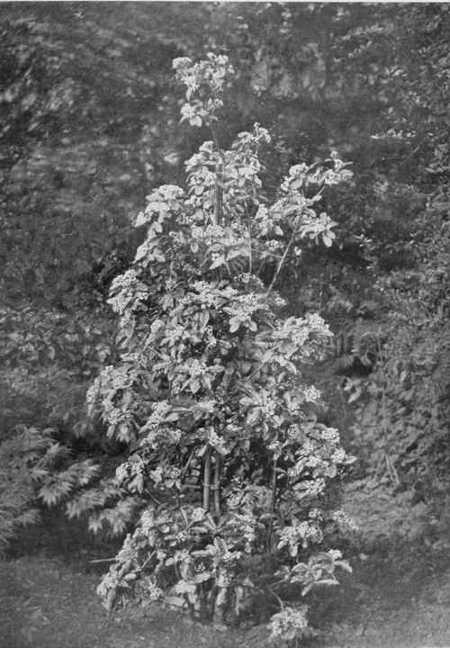 A Modern Chinese Shrub. Stranvaesia undulata. Photo by R. A. Malby.