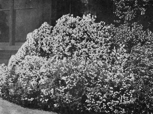 The best evergreen for poor chalky soil. A fine bush of Veronica Traversii. Photo by F. Mason Good.