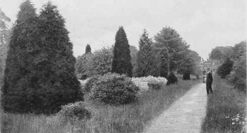 The Wilderness, Aldenham. Showing beds of Acer Negundo variegata and Purple Nut. For descriptions see Part 4. Photo by R. A. Malby.