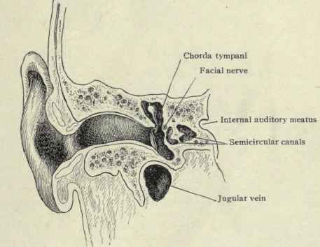 Fig. 100.   Vertical section of the right ear.