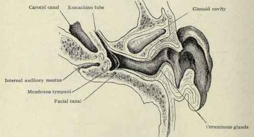 Fig. 101.   Right ear; horizontal transverse section part is completed by a fibrous membrane. Below and in front is the temporomaxillary joint, and just posterior is the glenoid lobe of the parotid gland. When the gland is inflamed and swollen it presses on the cartilaginous canal and produces pain; and in cases of suppuration pus may discharge through the external meatus, gaining access to the canal through fissures in the cartilage called the fissures of Santorini. The cartilaginous portion of the meatus contains sweat glands, sebaceous glands, and hair follicles. There are only a few glands in the upper posterior portion of the bony meatus. On account of the location of the glands in the external portion of the canal, accumulations of wax, and abscesses, which result from infection of the glands, occur nearer to the surface than to the drum membrane. It is only when the canal begins to fill up that the wax pushes its way to the membrane. When furuncles occur, the lining membrane swells and by closing the canal prevents a view of the drum being obtained. Incising of furuncles of the auditory meatus is sometimes required. The site of the inflamed spot having been located, an incision can be made where indicated. If care is exercised, one is not likely to injure the drum membrane, because the abscess starts in one of the sebaceous glands, which are located in the external half of the meatus. The membrane lies 2.5 cm. from the surface, and the point of the knife should not be carried so deeply as that for fear of wounding it; there is no necessity of going so far inward.
