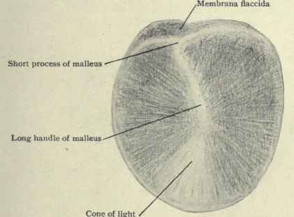 Fig. 102.   Outer surface of the tympanic membrane of the left ear, is called Shrapnell' s membrane or membrana flaccida. As it possesses no fibrous • layer it is weaker than the membrane elsewhere and consequently is a favorite spot for pus to perforate in order to find exit from the middle ear.