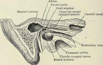 Fig. 103.   Right temporal bone:   The outer surface has been cut away, exposing the tympanic cavity, its inner wall, the mastoid antrum, Eustachian tube, etc.