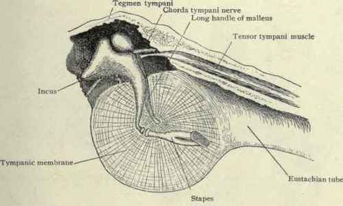 Fig. 104.   View of the tympanic membrane and ossicles of the left ear from within.