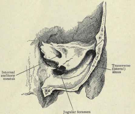 Fig. 111. Transverse section of the right side of the skull just behind the mastoid process; looking forward.