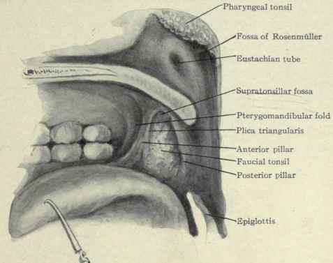 Fig. 141.   Lateral view of the faucial tonsil and pharyngeal region running from the roof of the mouth opposite the posterior edge of the last molar tooth downward to the posterior edge of the alveolar process of the lower jaw is an elevation of the mucous membrane which shows the line of junction of the hard and soft palates.