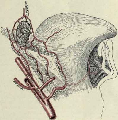 Fig. 142.   Diagram illustrating the blood supply of the faucial tonsil.