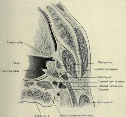 Fig. 144.   Transverse frozen section passing through the faucial tonsil and showing its relation to the internal carotid artery.