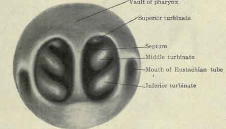 Fig. 150. View of posterior nares in the pharyngeal mirror.