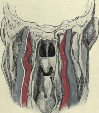 Fig. 156.   Transverse dissection of the neck. The posterior wall of the pharynx has been removed and the vessels exposed. The internal carotids are seen to be abnormally tortuous, with a tendency to bulge into the pharynx.