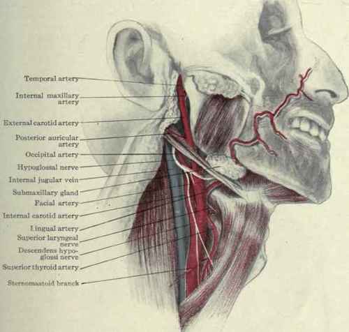 Fig. 167.   Carotid arteries and branches.