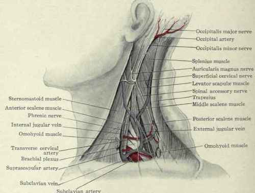 Fig. 169.   Dissection of the posterior cervical triangle.