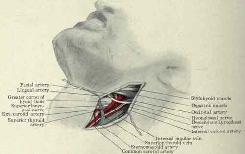 Fig. 173.   Ligation of external carotid artery and its branches.