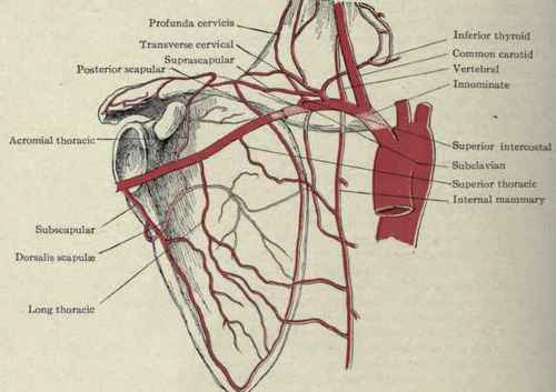 Fig. 176.   Collateral circulation after ligation of the third portion of the subclavian artery.