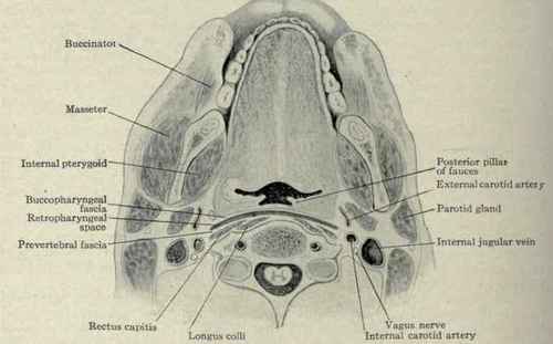 Fig. 179,   Section through the upper portion of the third cervical vertebra, showing the buccopharyngeal and prevertebral fascias and retropharyngeal space.