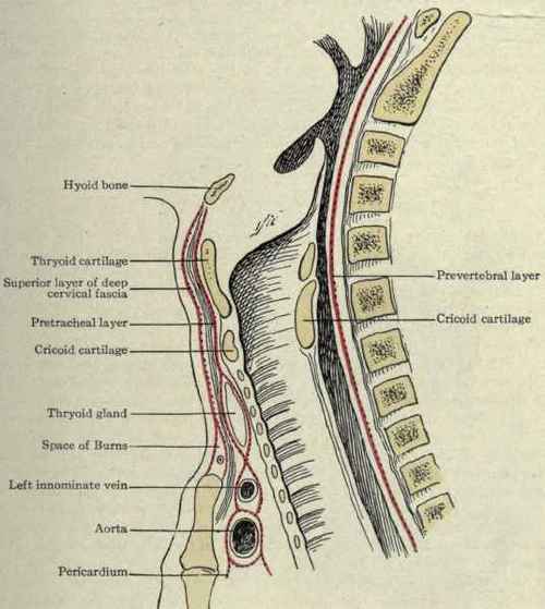 Fig. 180.   The superficial layer, pretracheal layer, and prevertebral layer of the deep cervical fascia thin pretracheal fascia covering it and pass down behind the sternohyoid and sternothyroid muscles into the anterior part of the superior mediastinum.