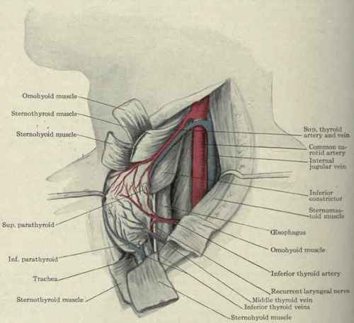 Fig. 184.   Excision of the thyroid gland.