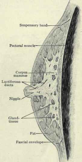 Fig. 206.   Sagittal section of mamma of young woman who had never borne children; hardened in formalin. (Piersol).