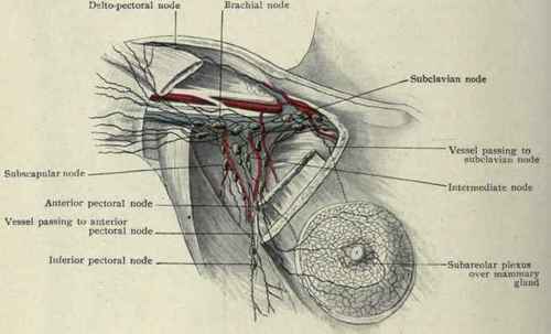 Fig. 207.   Lymphatics of the breast. (Poirier and Cuneo).