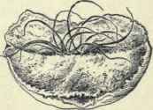 Fig. 21.   Small piece of the skull showing hairs imprisoned in a linear fracture   actual size.
