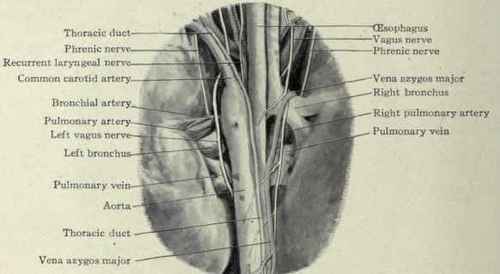 Fig. 210.   Contents of the mediastina viewed from the rear.