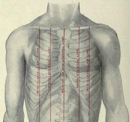 Fig. 211.   The longitudinal lines of the chest used in physical diagnosis.