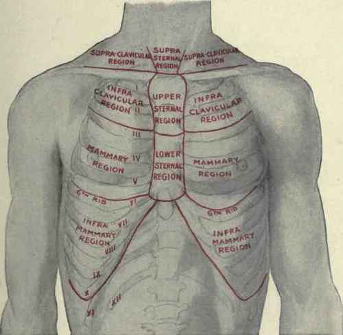 Fig. 212. The anterior regions of the chest.