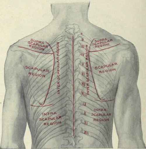 Fig. 213.   The posterior regions of the chest.