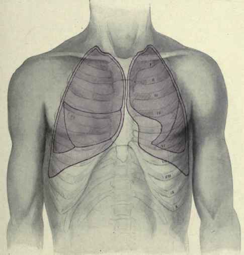 Fig. 214.   Anterior surface relations of the lungs and pleurae.