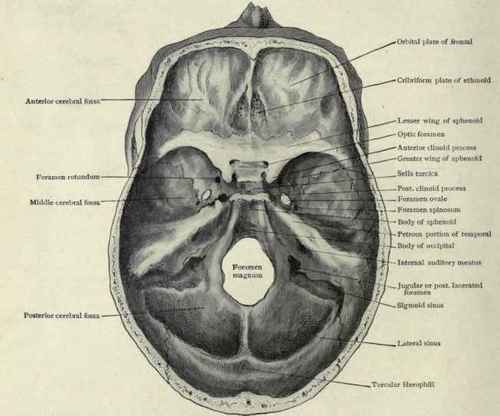 Fig. 22.   Interior view of the base of the skull, showing the parts most liable to be involved in fractures.