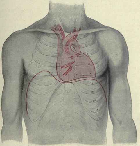 Fig. 220.   Relations of the heart, its valves, and the great blood vessels to the surface of the chest.