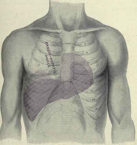 Fig. 221.   Percussion area of the liver and heart. The light shaded area represents the extent of deep or relative dulness and the dark shaded area that of superficial or absolute dulness.