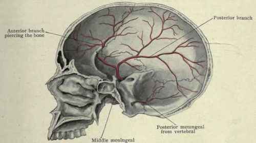 Fig. 23.   Middle and posterior meningeal arteries supplying the interior of the skull.