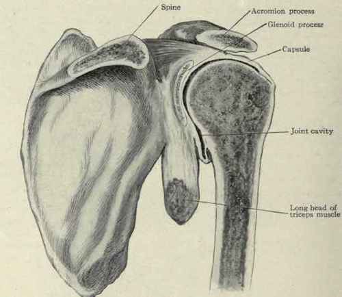 Fig. 237.   Section of shoulder joint, arm adducted, showing the position assumed by the capsule and the points of its attachment.