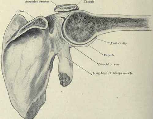 Fig. 238.   Section of shoulder joint, arm abducted, showing the attachment of the capsule and the position 10 assumes when the arm is in this position.