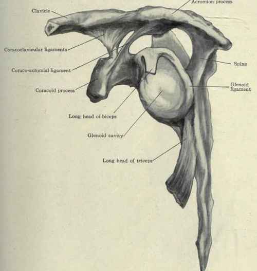 Fig. 239.   View of the left scapula and outer end of the clavicle from in front, showing the ligaments pass g from the coracoid process to the clavicle and acromion process, the glenoid ligament, and attachments of the long heads of the biceps and triceps muscles.