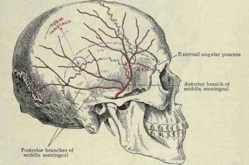 Fig. 24.   Points of trephining for hemorrhage from the middle meningeal artery. The course of the artery' has been marked on the outer surface of the skull.