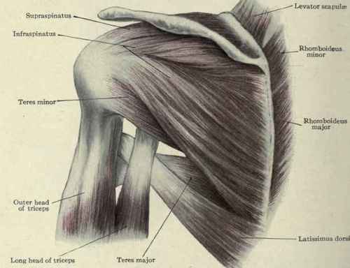 Fig. 240. Scapular muscles.