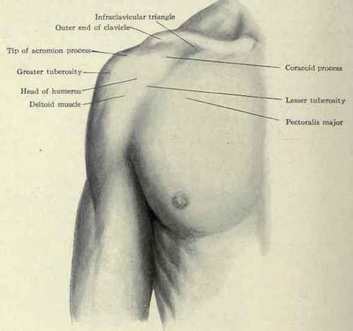 Fig. 241.   Surface anatomy of the shoulder.