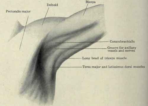 Fig. 242.   Surface anatomy of the axilla.