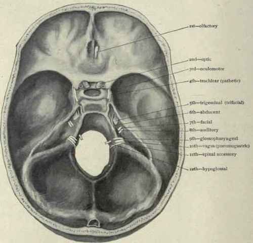 Fig. 25.   Exit of cranial nerves at the base of the skull.