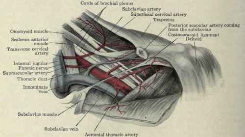 Fig. 264.   Structures exposed by excising the inner portion of the clavicle.