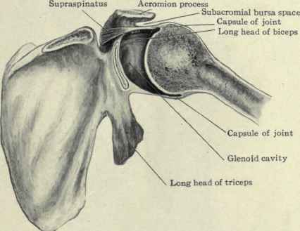 Fig. 266.   Transverse section of shoulder joint, illustrating the laxity of the capsule of the joint.