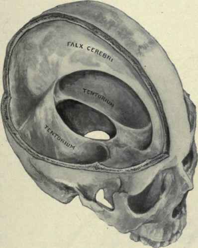Fig. 27.   Vault of the skull opened and brain removed, showing the falx cerebri and tentorium.