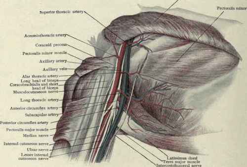 Fig. 272.   Dissection of the axilla.