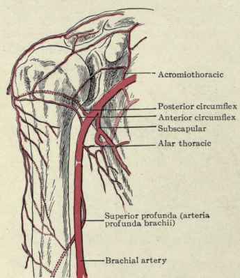 Fig. 274.   Collateral circulation after ligation of the third portion of the axillary artery.