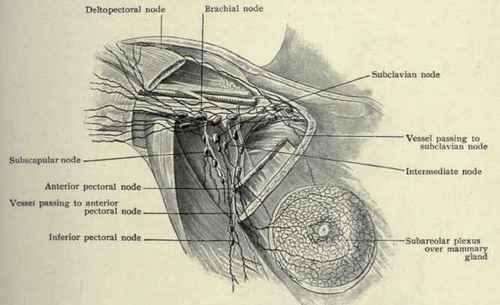 Fig. 275.   Lymphatics of mammary gland, and axillary nodes. (Poirier and Cuneo).